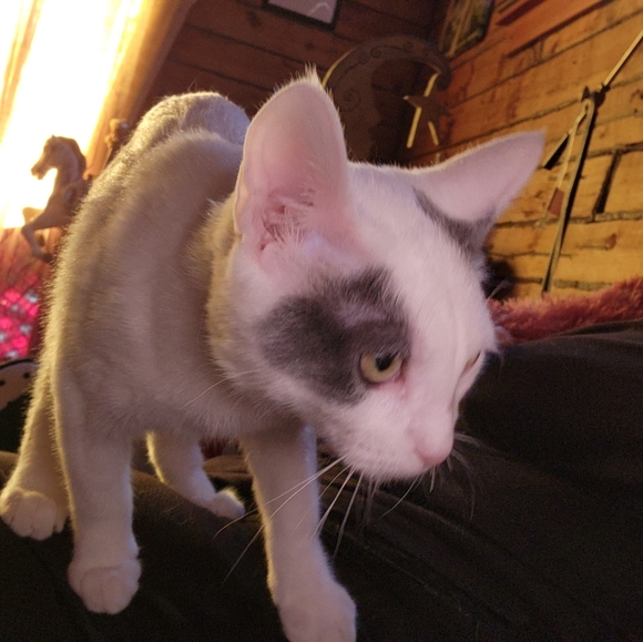 Foxsakesvintage is LIVE. No Theme, Sharing Yours & Mine - Picture 9 of 10